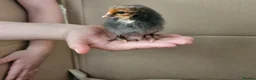 Chickens poultry for sale: Easter eggers fully feathered ready togo  - Advert 6