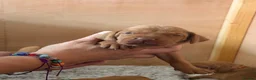 Hungarian Vizsla dogs for sale: KC registered Hungarian Vizsla puppies - Advert 16
