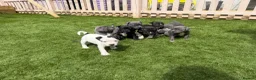 Staffordshire Bull Terrier dogs for sale: Staffordshire bull terriers for sale  - Advert 1