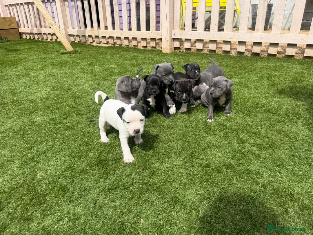 Staffordshire Bull Terrier dogs for sale: Staffordshire bull terriers for sale  - Advert 1
