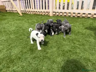 Staffordshire Bull Terrier dogs Staffordshire bull terriers for sale - Advert 1