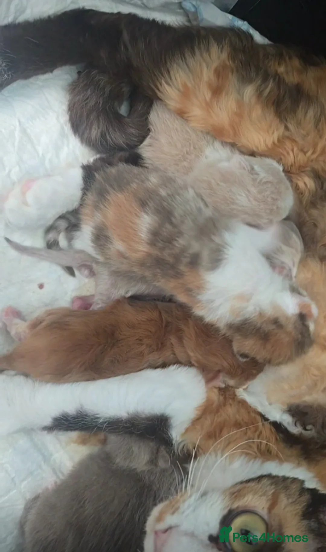 Devon Rex cats for sale: Devon -British shorthair cross - Advert 9