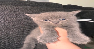 British Shorthair cats - Advert 5