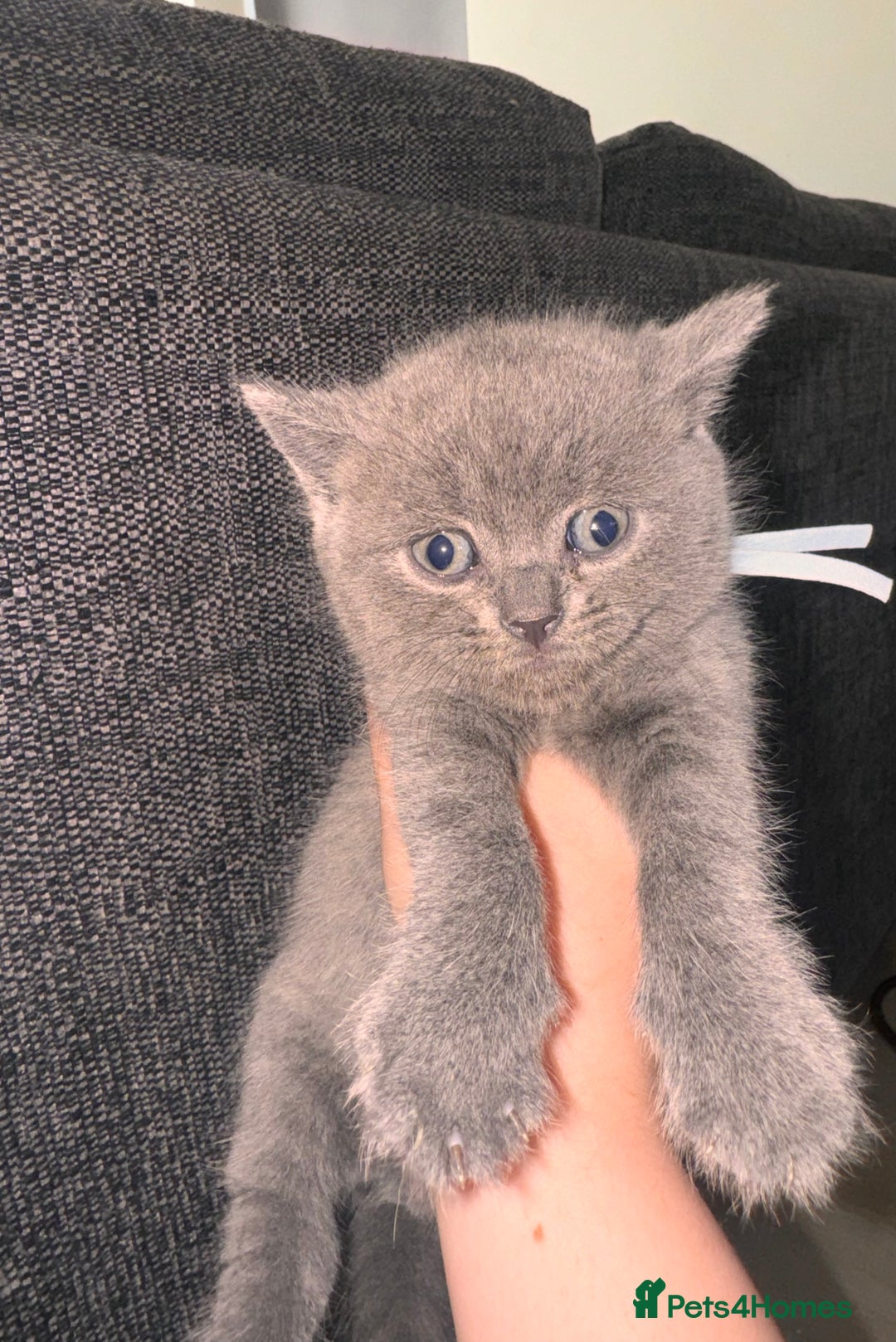 British Shorthair cats for sale: Chunky, fluffy British Shorthairs kittens🐾✨ - Image 3