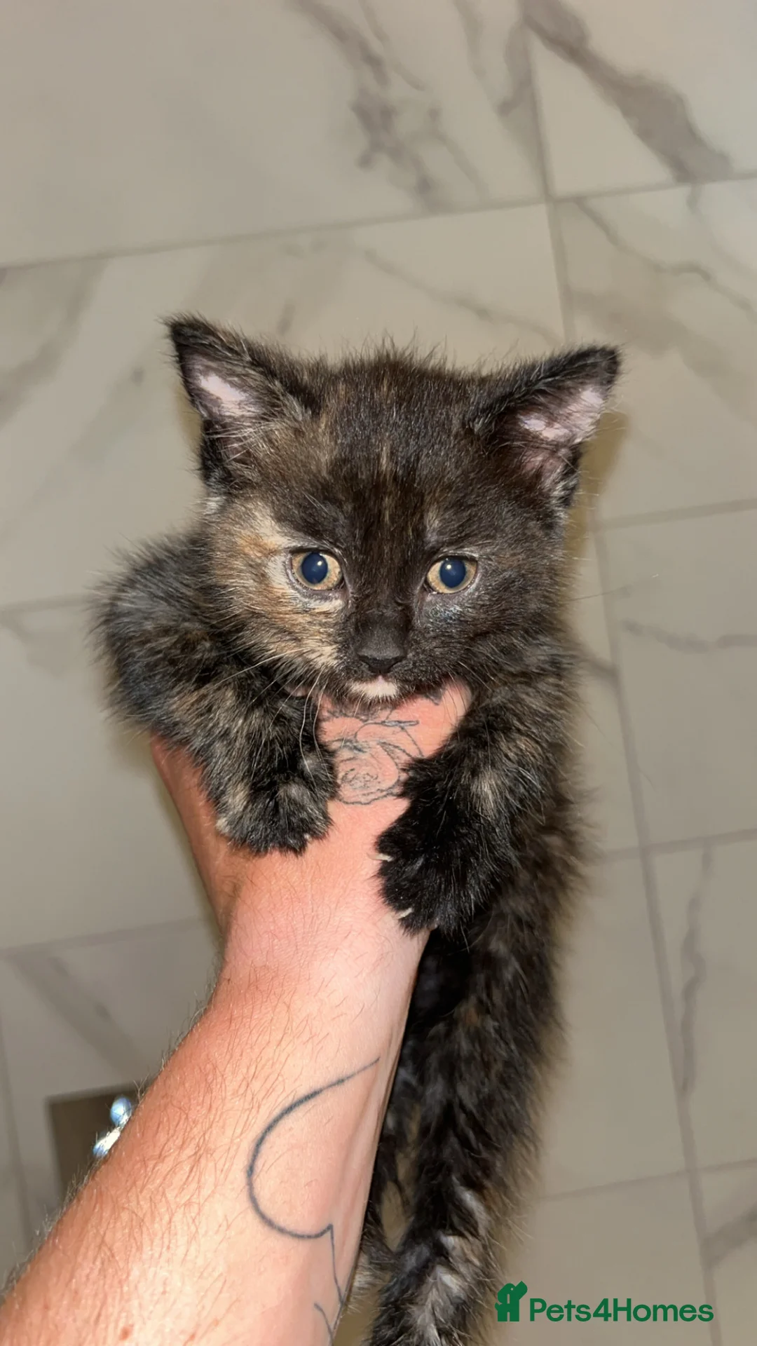 Mixed Breed cats for sale: Female tabby x long hair Bombay kitten ready now - Advert 1
