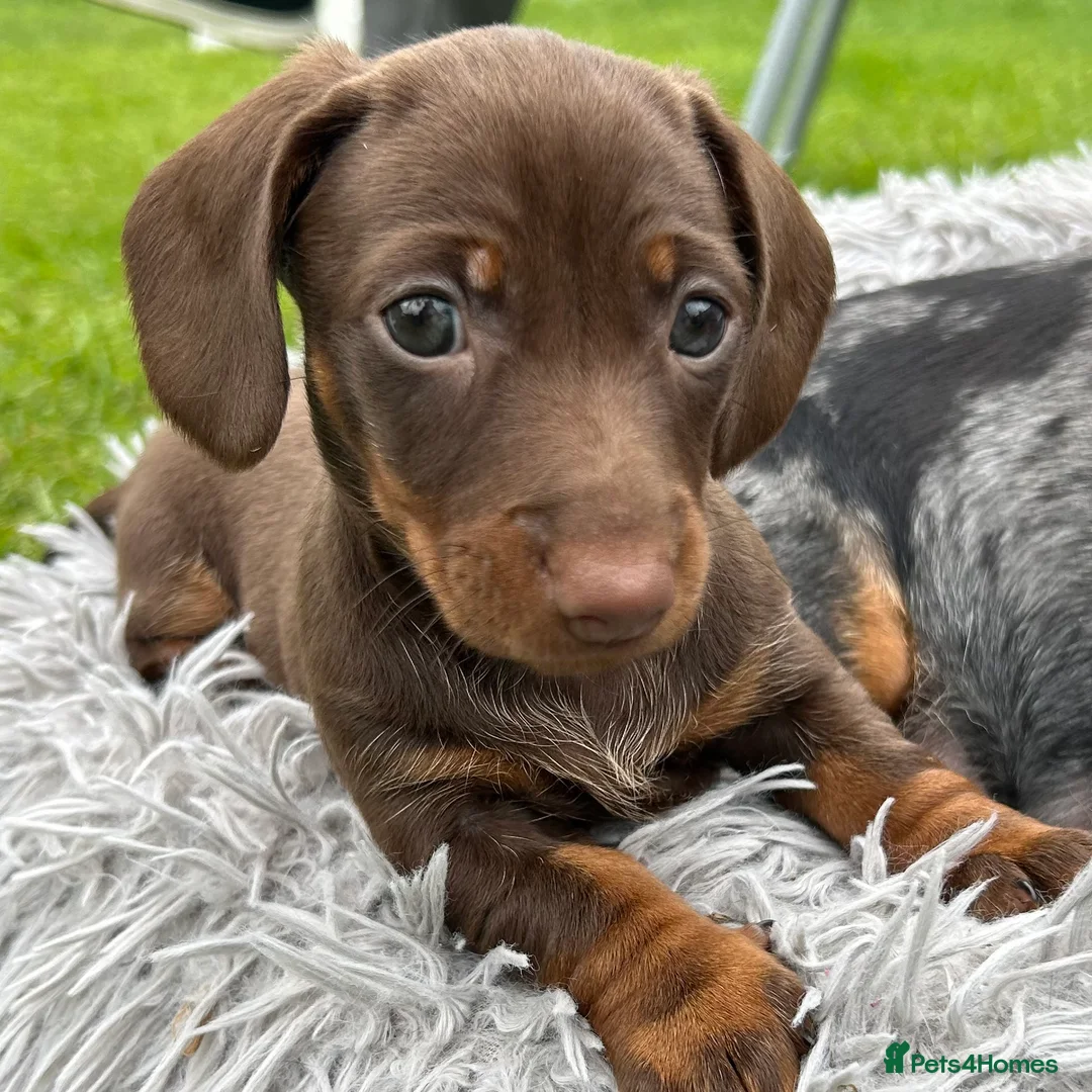 Miniature Dachshund dogs for sale: KC Registered miniature dachshund puppies  - Advert 2