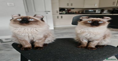 American Curl cats in Oldham - Advert 1