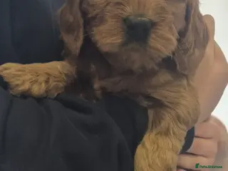 Cockapoo dogs 1 GIRLEXTENSIVELY HEALTH TESTED F1 SHOW COCKERPOO* - Advert 6