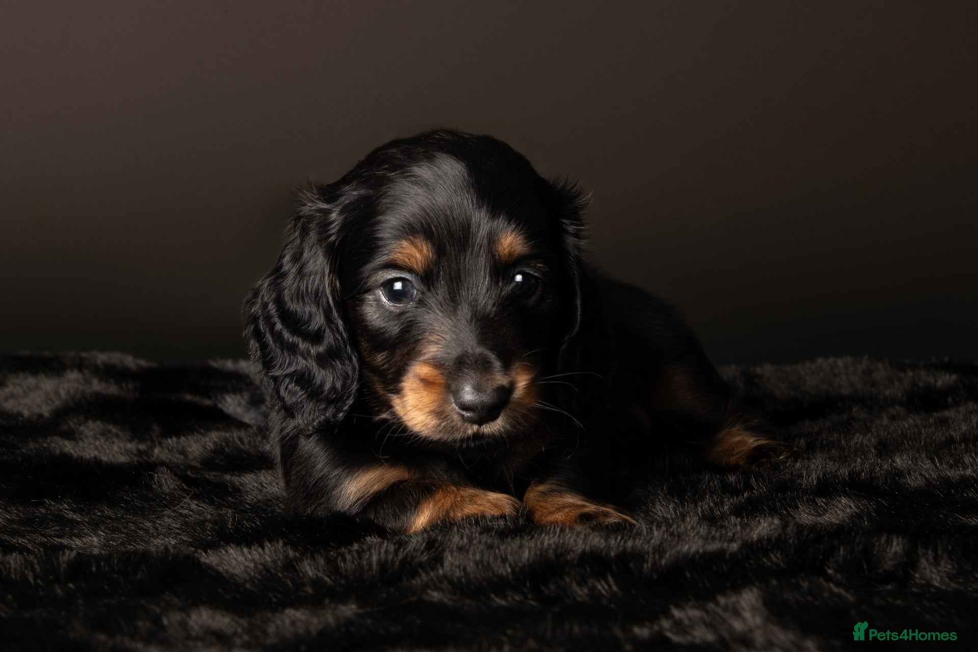 Miniature Dachshund dogs Champion Lines, Longhaired Miniature dachshunds - Advert 2