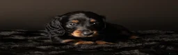 Miniature Dachshund dogs for sale: Champion Lines, Longhaired Miniature dachshunds - Advert 2