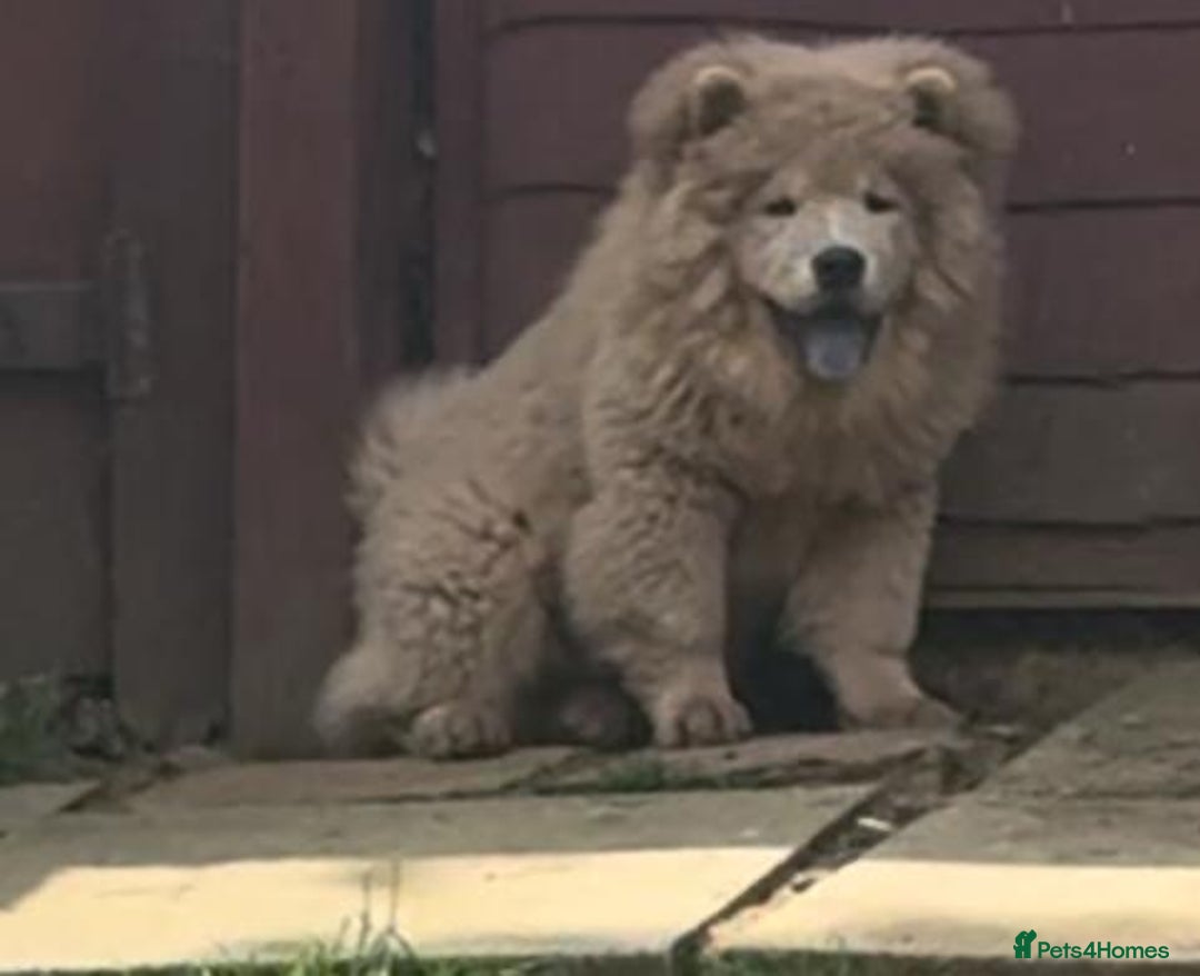 Chow Chow dogs for sale: Chow chow puppies  - Advert 2