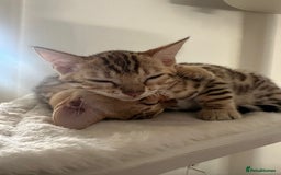 Bengal cats for sale: Outstanding kittens from Show parents. - Image 4