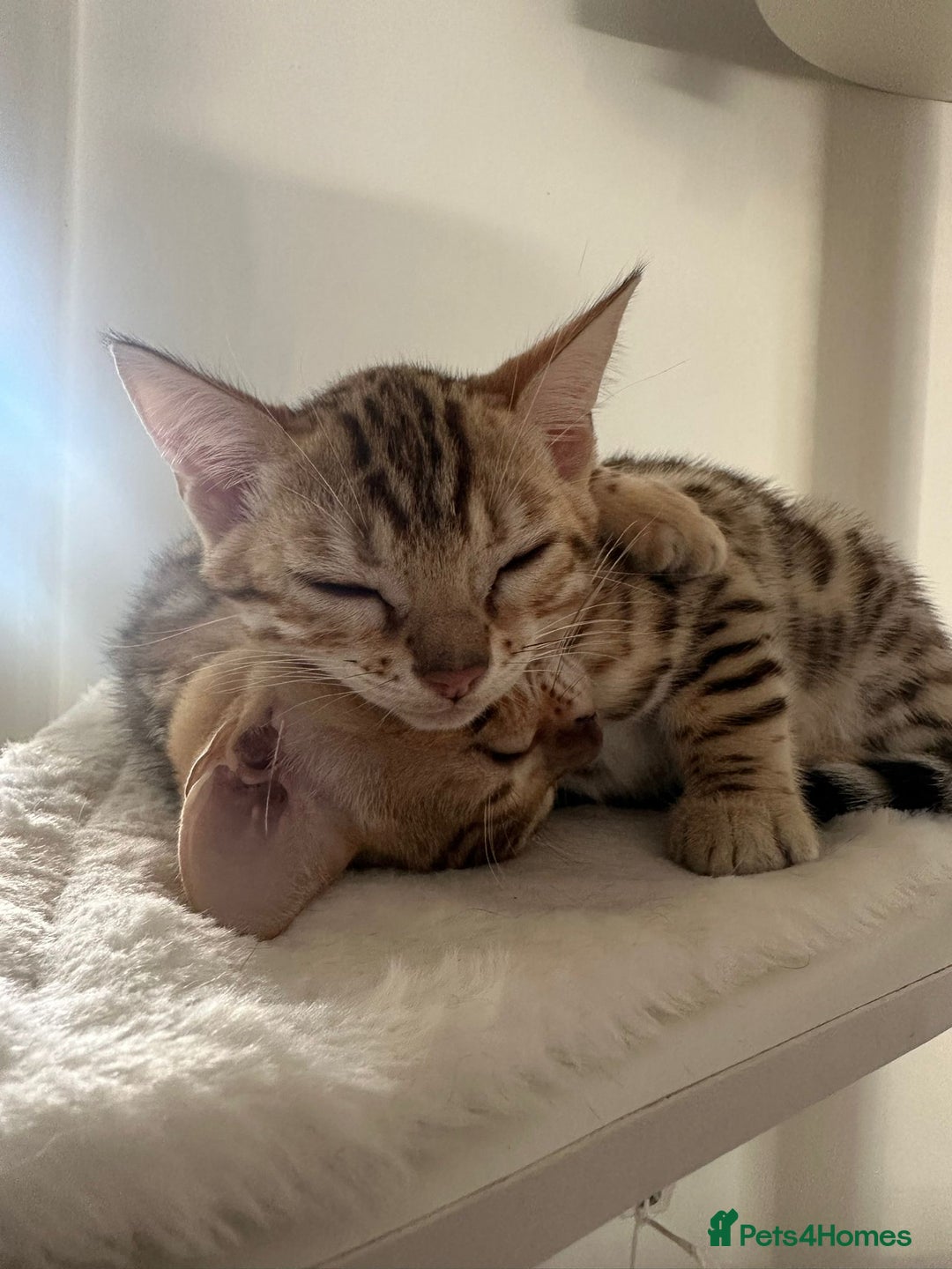 Bengal cats for sale: Outstanding kittens from Show parents. - Image 4