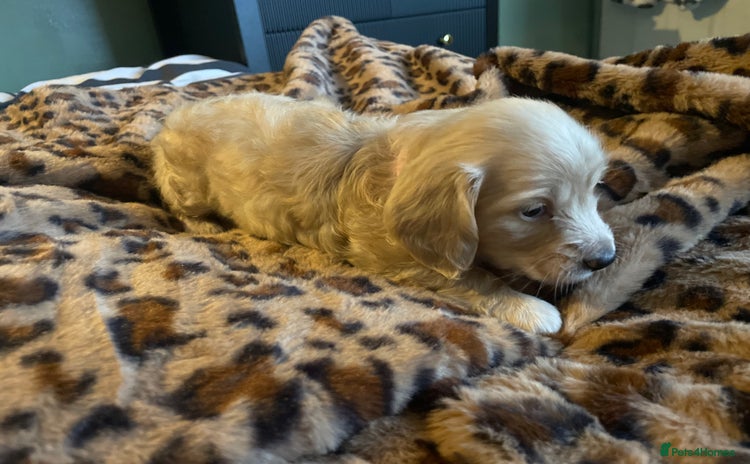 Miniature Dachshund dogs - Advert 15