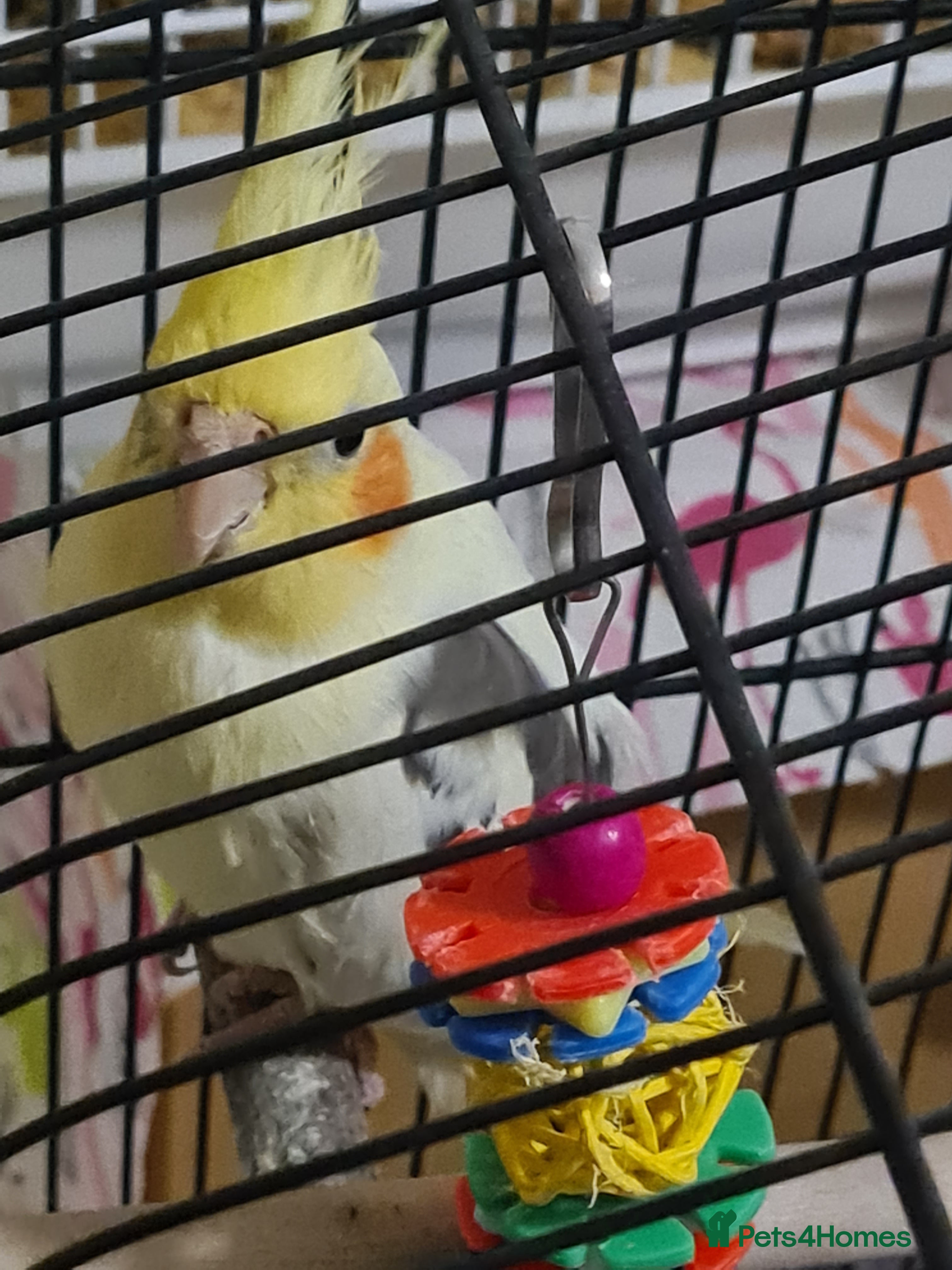 Cockatiels birds Yellow faced cockateil - Advert 2