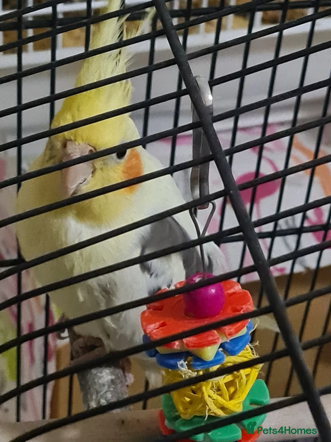 Cockatiels birds for sale: Yellow faced cockateil - Advert 1