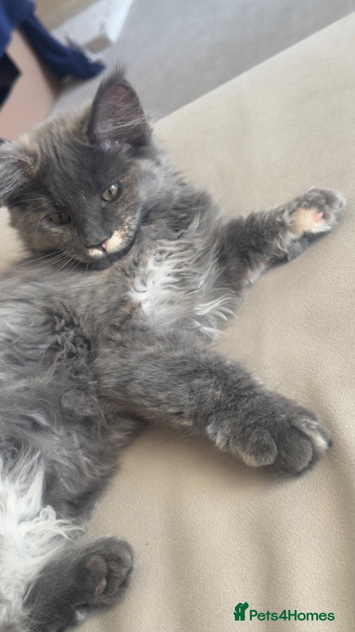 Maine Coon cats LAST GIRL LEFT. Stunning TICA Pedigree Maine Coons - Advert 7