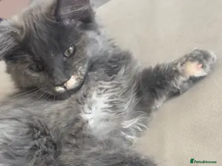 Maine Coon cats LAST GIRL LEFT. Stunning TICA Pedigree Maine Coons - Advert 7