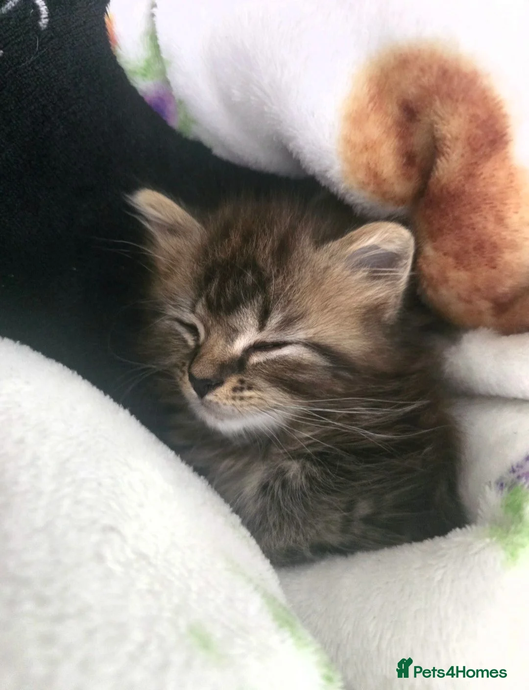 Mixed Breed cats for sale: Beautiful Long-Haired Kitten – Raised with Mum in Spalding - Advert 1