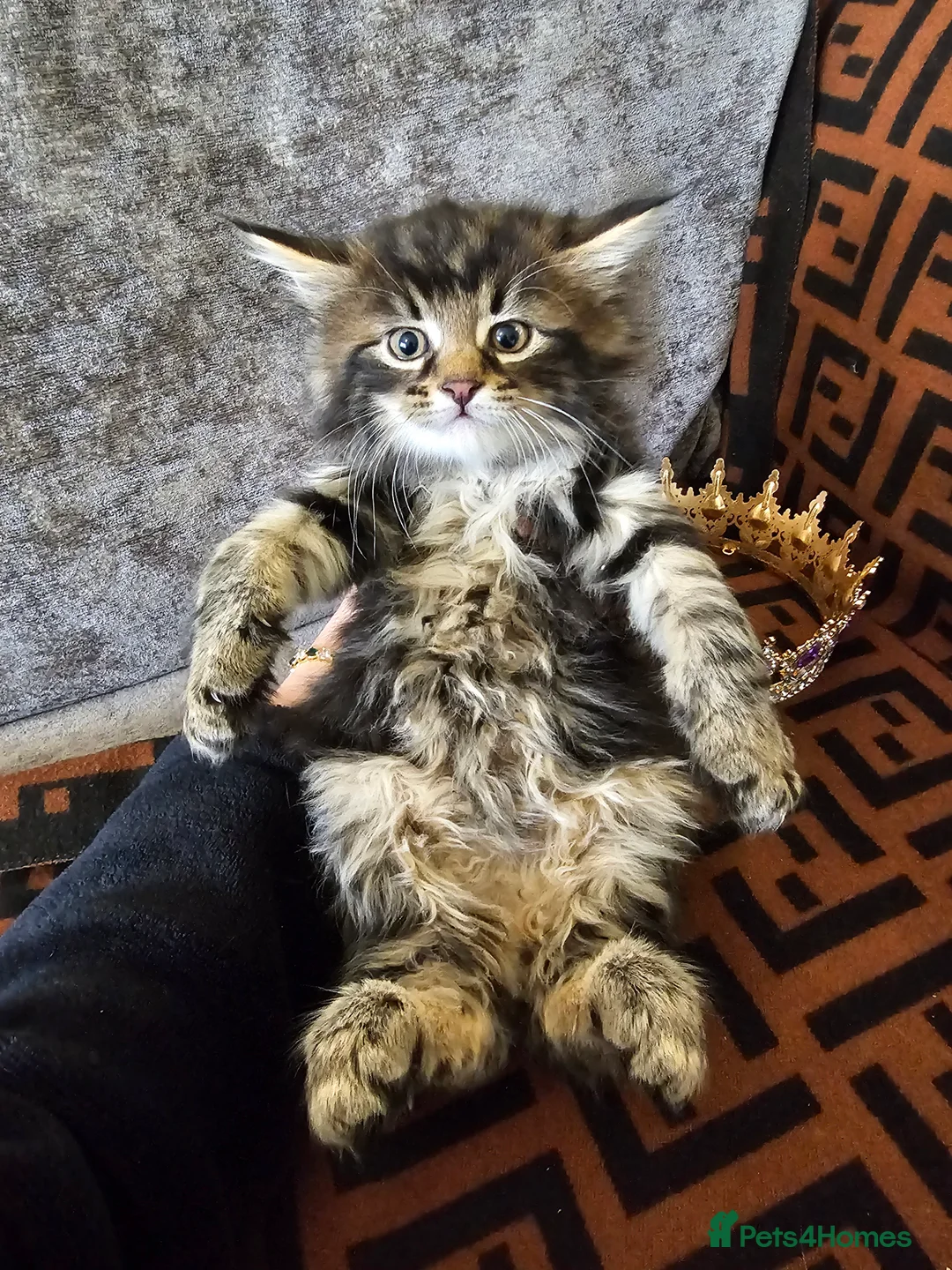 Maine Coon cats for sale:  Beautiful Siberian x Maine Coon Kittens Available - Advert 17