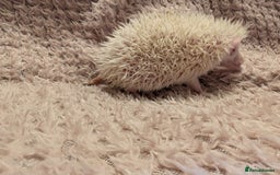 Pygmy Hedgehog rodents for sale: Little baby albino hedgehog Ruby red eyes.  - Image 5