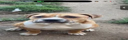 Bullmastiff dogs for sale: 7 month old bullmastiff pup - Advert 2