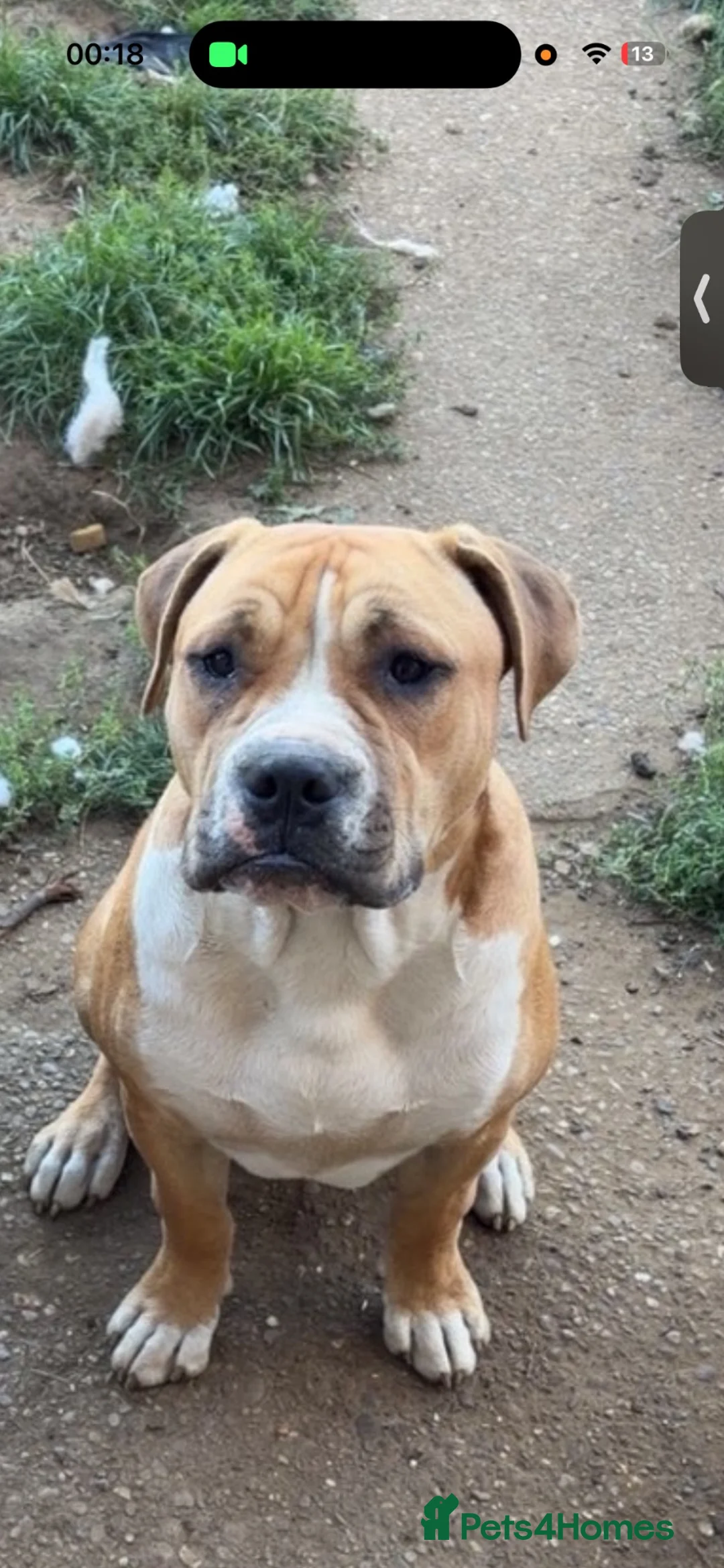 Bullmastiff dogs for sale: 7 month old bullmastiff pup - Advert 2