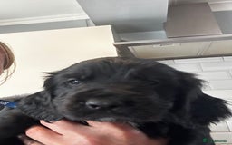 Cocker Spaniel dogs for sale: 2 beautiful cocker spaniels out of a litter of 7 - Image 25