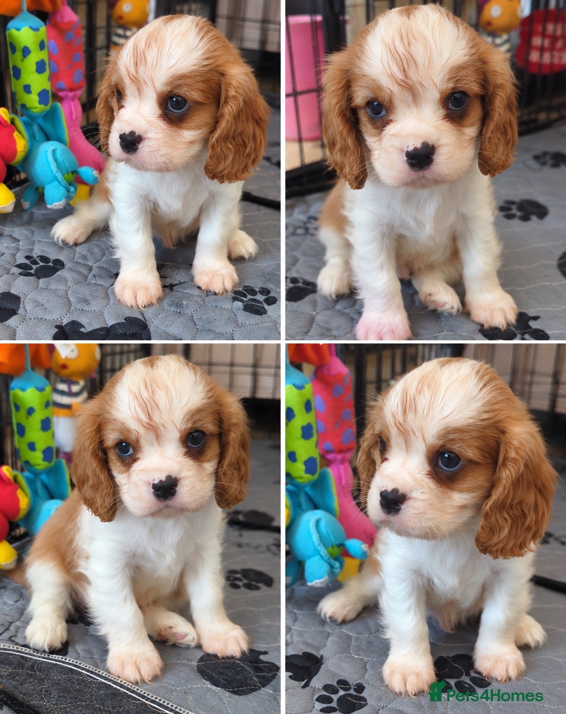 Cavalier King Charles Spaniel dogs King Charles cavalier puppies 2 boys left! - Advert 17