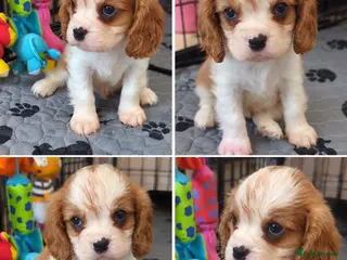 Cavalier King Charles Spaniel dogs King Charles cavalier puppies 2 boys left! - Advert 17