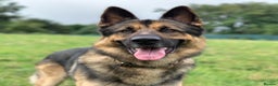 German Shepherd dogs for sale: Cody is looking for a loving home - Advert 2