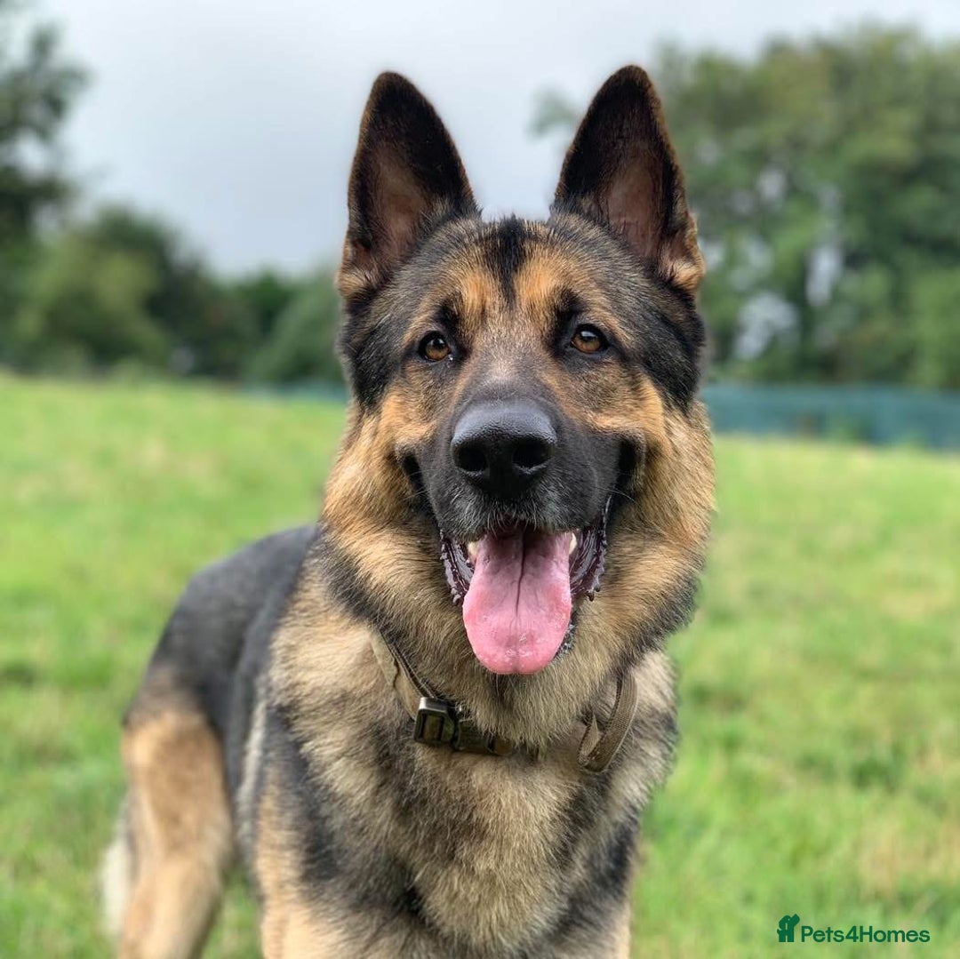 German Shepherd dogs for sale: Cody is looking for a loving home - Advert 2