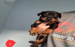 Dobermann dogs for sale:  European Doberman puppies. in Torquay - Image 13