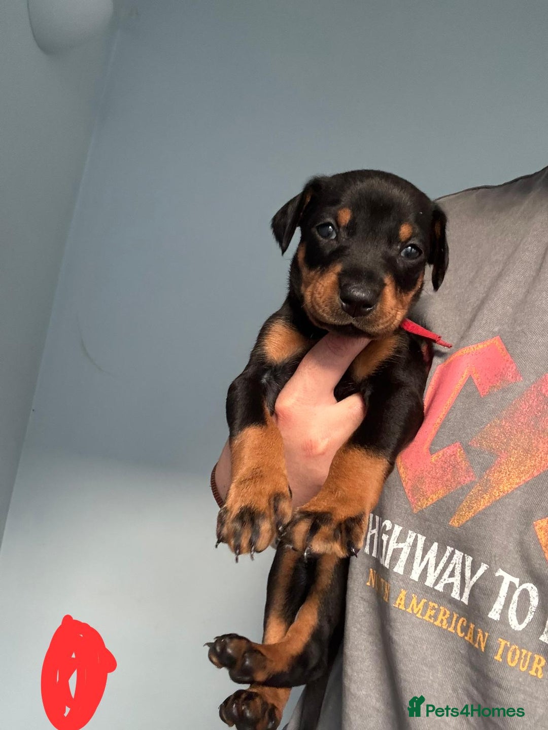 Dobermann dogs for sale:  European Doberman puppies. in Torquay - Image 13