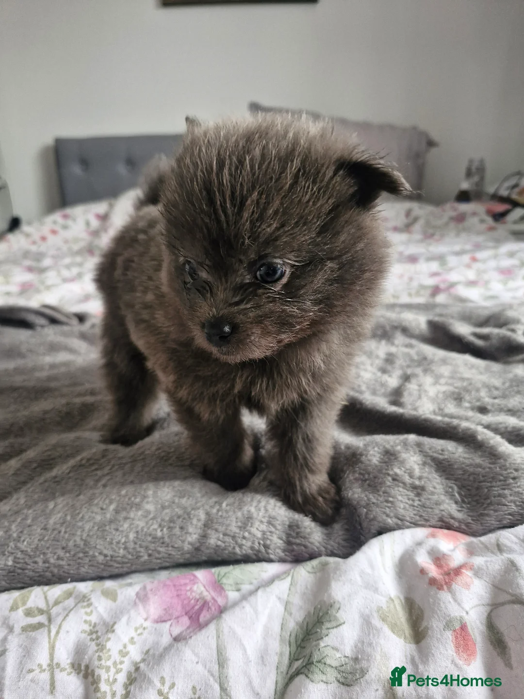 Pomapoo dogs for sale: ✨ Beautiful Pomapoo Puppies – 1,600 ✨ - Advert 26
