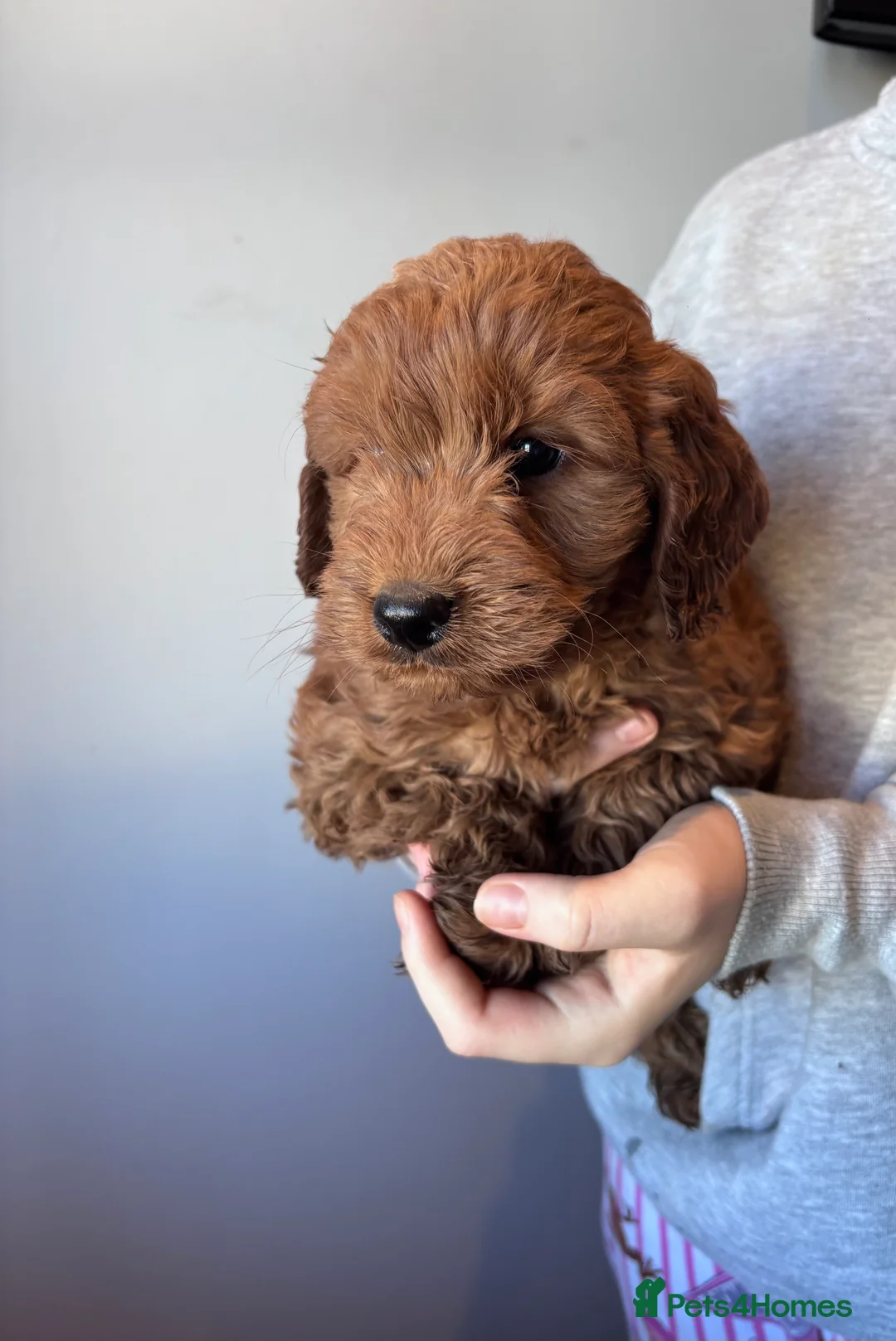 Cockapoo dogs for sale: Beautiful cockapoo pups  - Advert 5