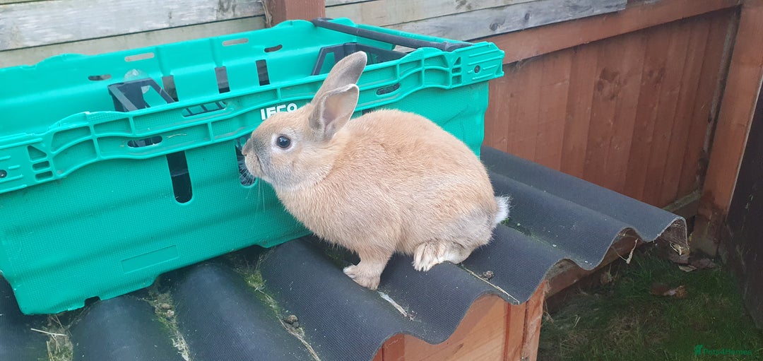 Mixed Breed rabbits for sale: Rabbits - Advert 9