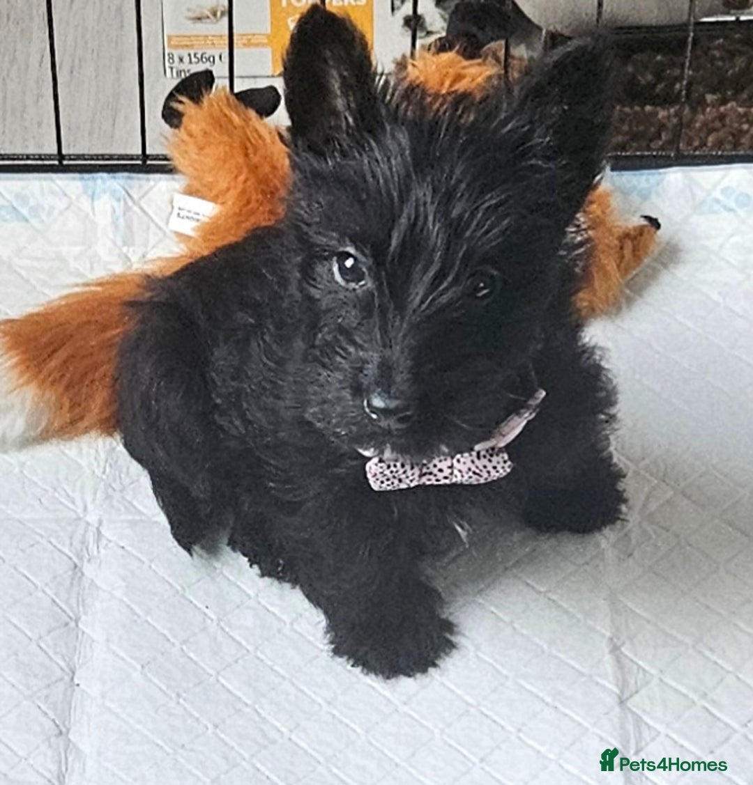 Scottish Terrier dogs for sale: Scottie girl - Advert 1
