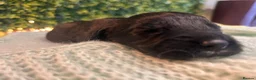 Sprocker dogs for sale: 5 * Breeder Health-Tested F1b Sprocker Puppies - Advert 24