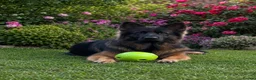 German Shepherd dogs for stud: Standing at Stud in Spalding - Advert 3