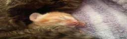 Oriental cats for sale: Oriental x Bengal kittens (Serengeti) in Chelmsford - Advert 9