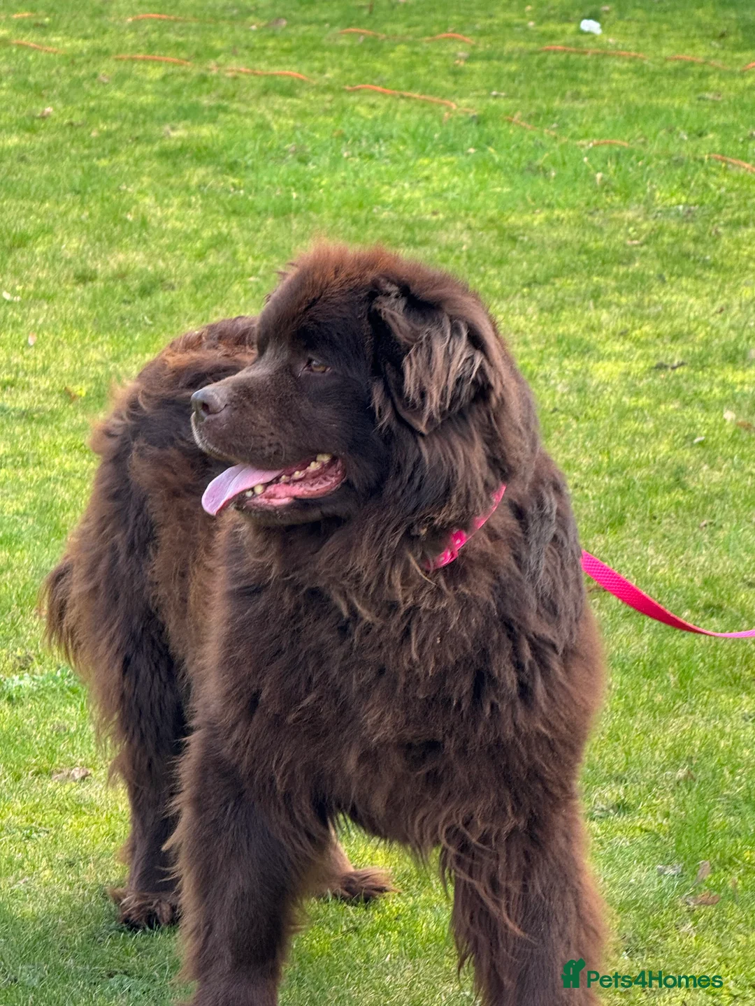 Newfoundland dogs for sale: Beautiful brown Newfoundland girl  - Advert 4