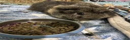 Guinea Pig rodents for sale: Male guinea pig  - Advert 4