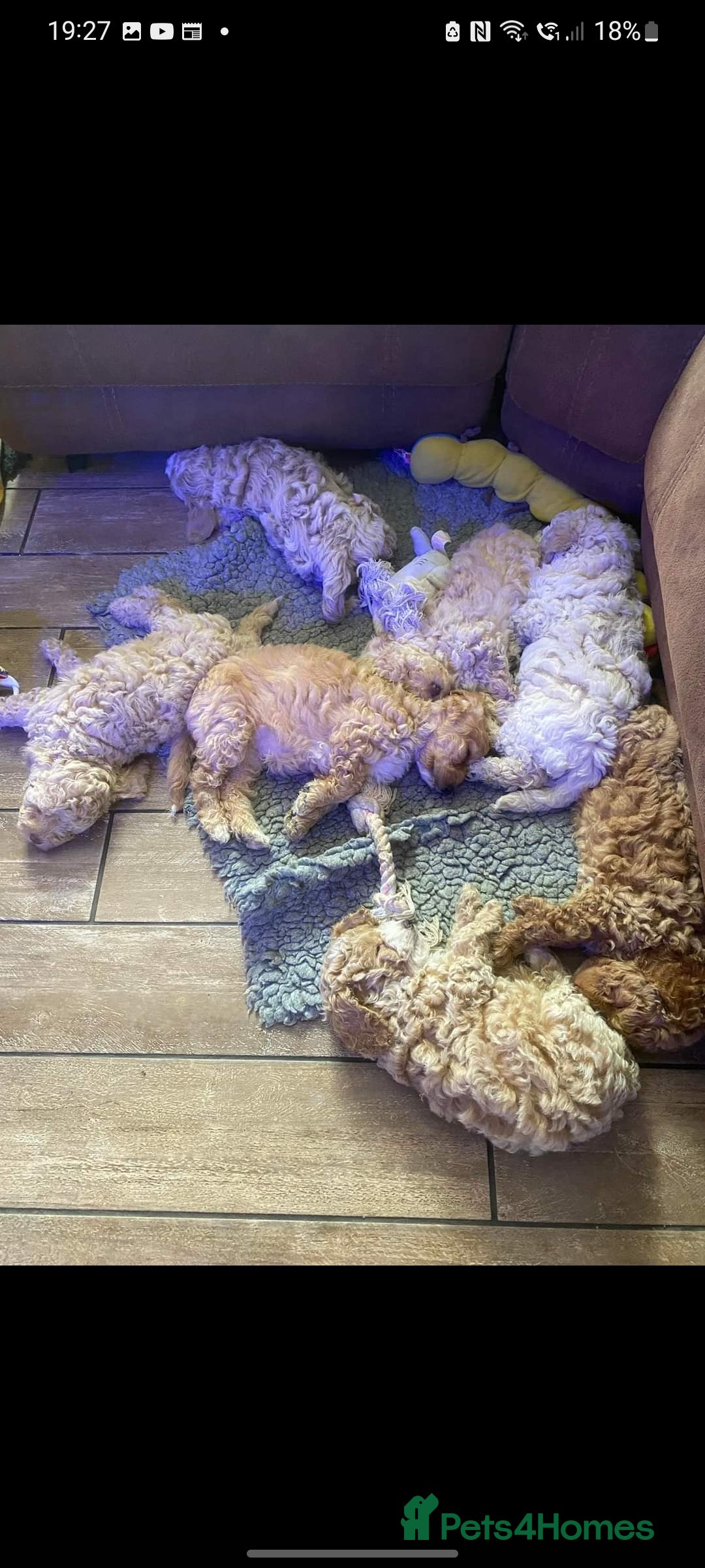 Miniature Poodle dogs for stud: KC Red Miniature Poodle Stud in Baldock - Advert 9