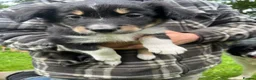 Mixed Breed dogs for sale: Collie x huntaway  - Advert 5