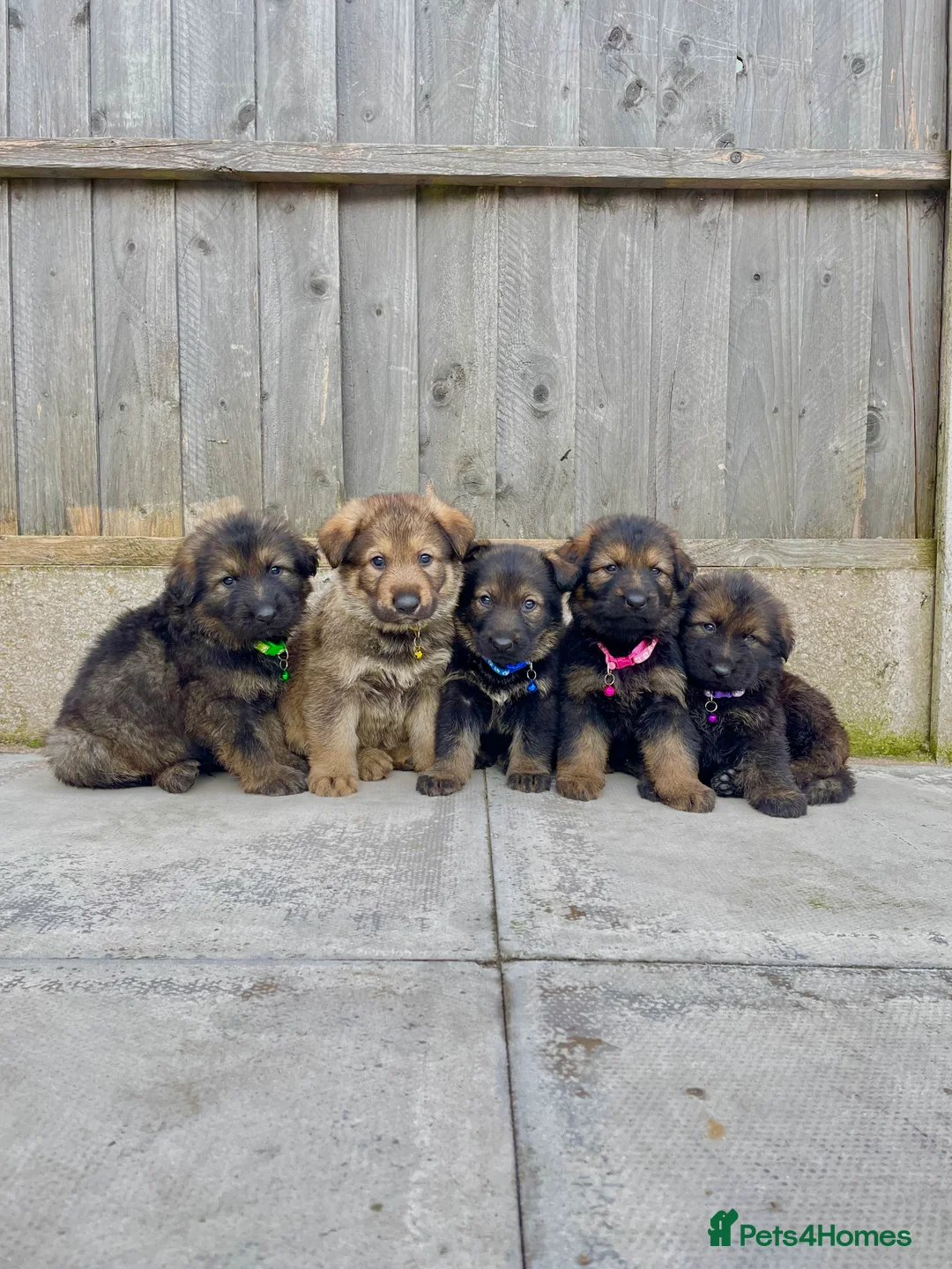 German Shepherd dogs for sale: KC REG GERMAN SHEPHERD PUPPIES FOR SALE  - Advert 1