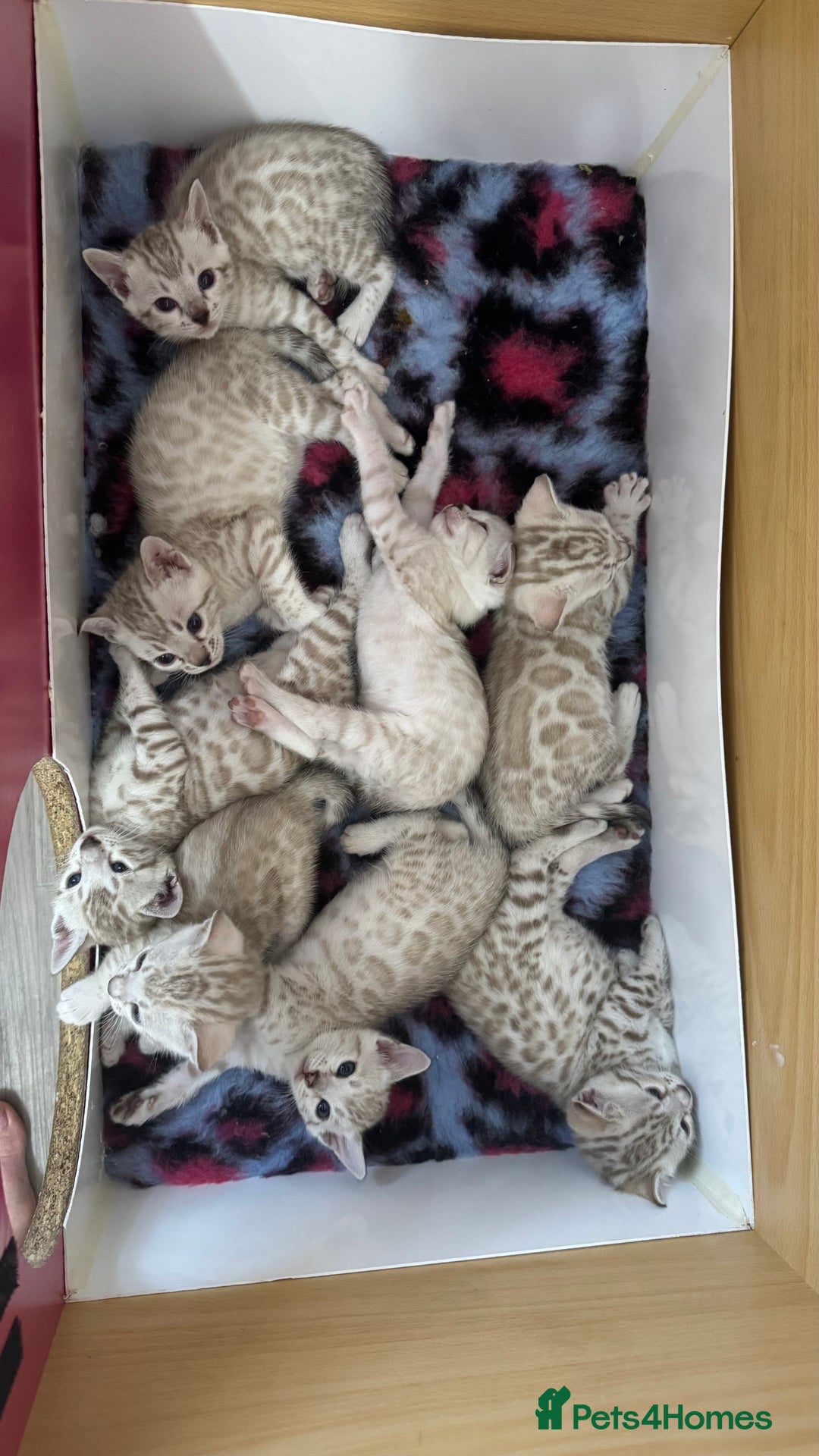 Bengal cats for sale: 😻OUTSTANDING SHOW BENGALS. SHOW WINNING PARENTS🏆 - Image 23