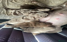 English Bulldog dogs for sale: World class English bulldogs / reduced  - Image 12