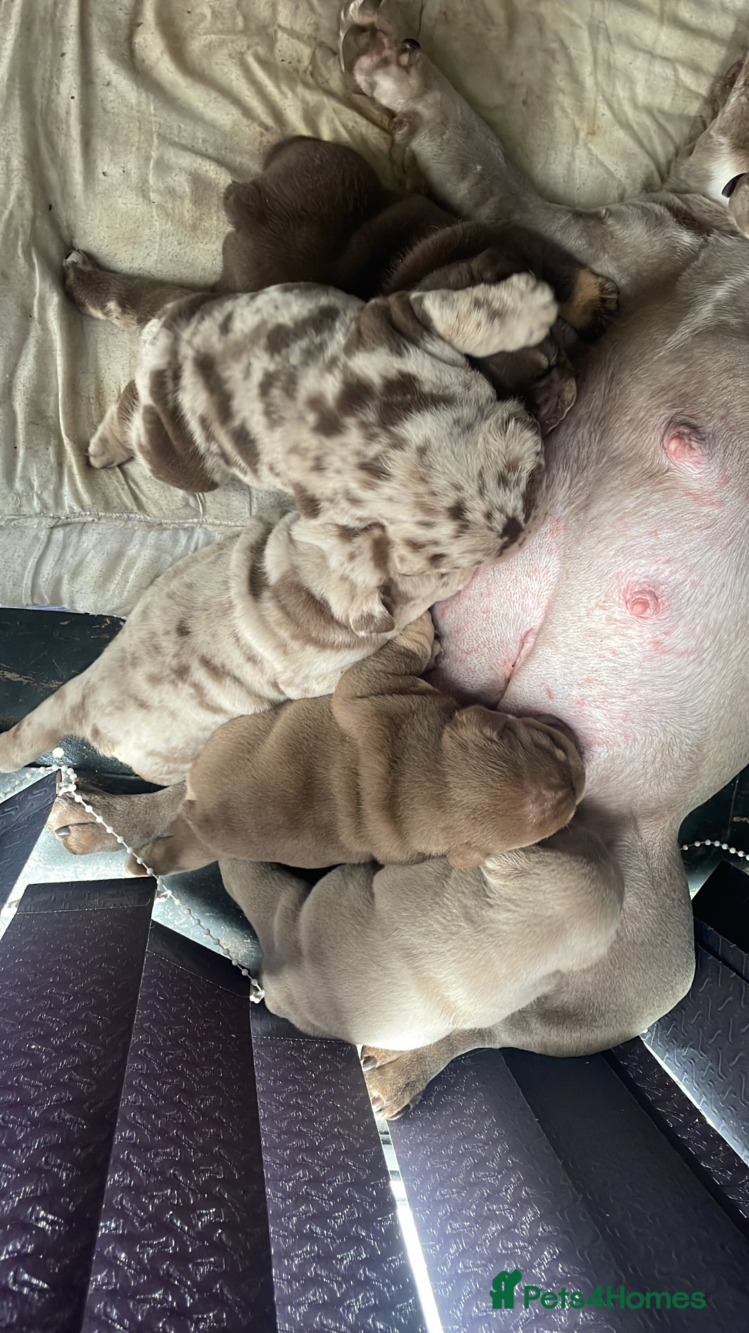 English Bulldog dogs for sale: World class English bulldogs / reduced  - Image 12