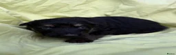 German Shepherd dogs for sale: Long haired German shepherd puppies  - Advert 14